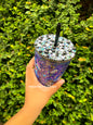 VASO DE ACRÍLICO SNOWGLOBE 24oz - STITCH STARBUCKS COFFEE